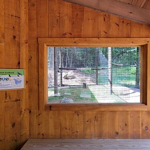 Squam Lakes NSC, 7/22 - Northern goshawk