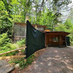 Squam Lakes NSC, 7/22 - Great horned owl, red-shouldered hawk