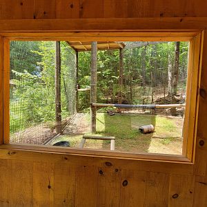 Squam Lakes NSC, 7/22 - Great horned owls