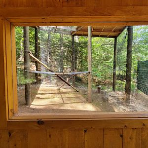 Squam Lakes NSC, 7/22 - Red-shouldered hawk