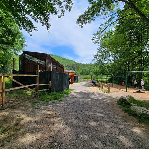 Squam Lakes NSC, 7/22 - American kestrel, bald eagle, turkey vultures; interactive stuff for kids