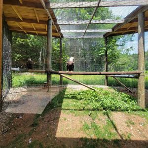 Squam Lakes NSC, 7/22 - Bald eagles
