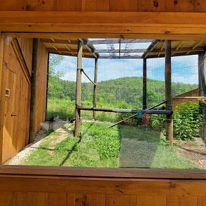 Squam Lakes NSC, 7/22 - Turkey vultures