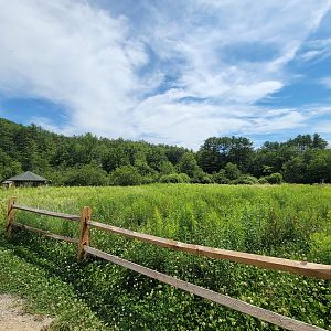 Squam Lakes NSC, 7/22 - Top of the meadow / path back to entrance