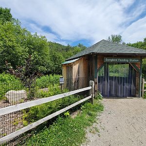 Squam Lakes NSC, 7/22 - Wild songbird feeding station