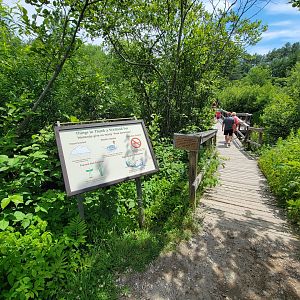 Squam Lakes NSC, 7/22 - Wetlands
