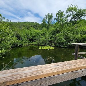 Squam Lakes NSC, 7/22 - Wetlands