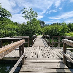 Squam Lakes NSC, 7/22 - Wetlands