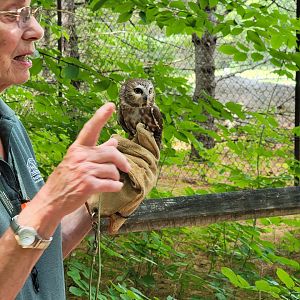 Squam Lakes NSC, 7/22 - Saw-whet owl ambassador