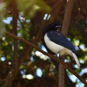 Curl-crested Jay Cyanocorax cristatellus