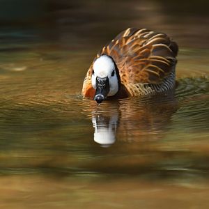 White-faced Whistling-Duck Dendrocygna viduata