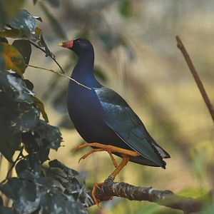 Purple Gallinule Porphyrio martinica