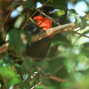 Red-ruffed Fruitcrow Pyroderus scutatus