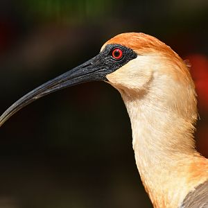 Buff-necked Ibis Theristicus caudatus