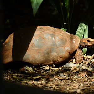 Chaco tortoise (Chelonoidis chilensis)