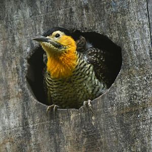Campo Flicker Colaptes campestris