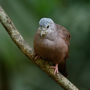 Ruddy Ground-Dove Columbina talpacoti
