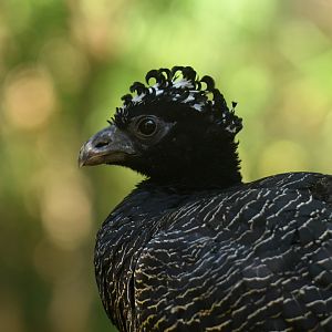 Bare-faced Curassow Crax fasciolata