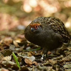 Spot-winged Wood-Quail Odontophorus capueira