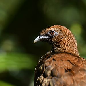 Scaled Chachalaca Ortalis squamata