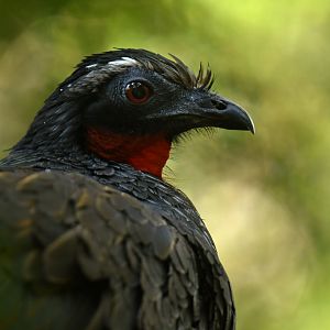 Rusty-margined Guan Penelope superciliaris
