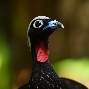 Black-fronted Piping-Guan Pipile jacutinga