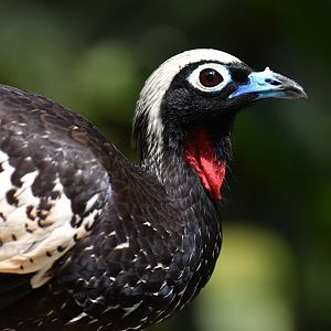 Black-fronted Piping-Guan Pipile jacutinga