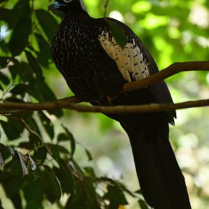 Black-fronted Piping-Guan Pipile jacutinga