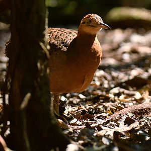 Red-winged Tinamou Rhynchotus rufescens