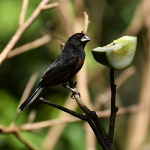 Chestnut-bellied Seed-finch Sporophila angolensis