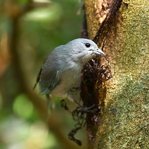 Blue-grey Tanager Thraupis episcopus