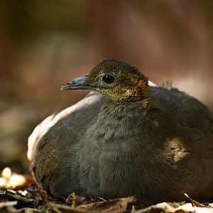 Solitary Tinamou Tinamus solitarius