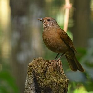 Pale-breasted Thrush Turdus leucomelas