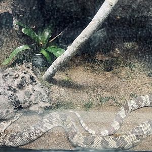 Florida Pine Snake