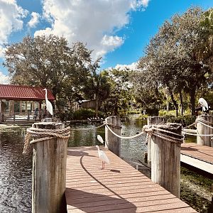 Florida Waterbirds Exhibit - Great Egret, Snowy Egret, White Ibis and Wood Stork.