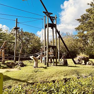 Bornean Orangutan and White-cheeked Gibbon Exhibit