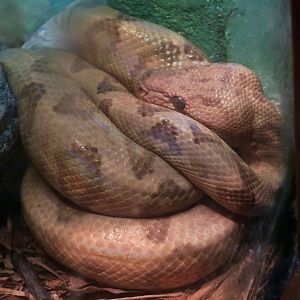 Annulated Boa (Corallus annulatus)