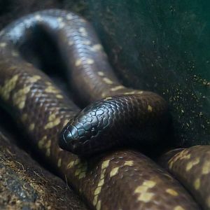 Calabar Burrowing Boa (Calabaria reinhardtii)