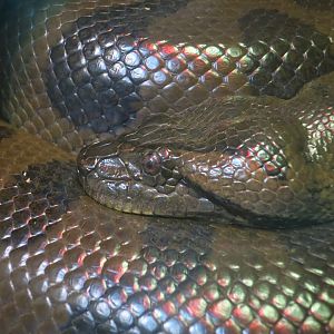 Green Anaconda (Eunectes murinus)