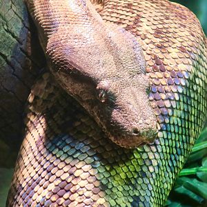 Hog Island Boa (Boa imperator)