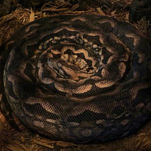 Madagascar Ground Boa (Acrantophis madagascariensis)