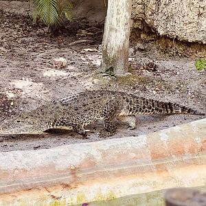 Cuban Crocodile