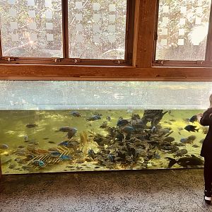 Freshwater Fishes of the Flooded Forest