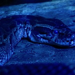 African Rock Python (Python sebae)