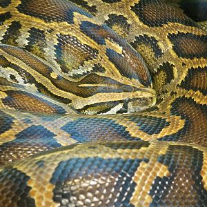 Burmese Python (Python bivittatus)