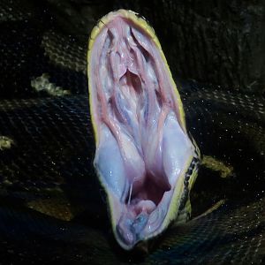 Reticulated Python (Malayopython reticulatus) yawning