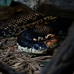 Malagasy Giant Hognose Snake (Leioheterodon madagascariensis)