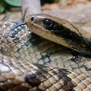 False Water Cobra (Hydrodynastes gigas)