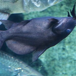 Moustache Catfish (Synodontis membranaceus)