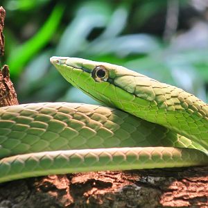 Green Vine Snake (Oxybelis fulgidus)